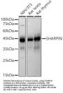 SHARPIN (SHARPIN) Antibody