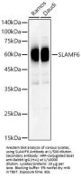 SLAM Family Member 6 (SLAMF6) Antibody