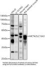 Monocarboxylate Transporter 4 / MCT4 (SLC16A3) Antibody