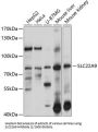 SLC22A9 Antibody