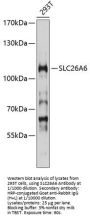 Solute Carrier Family 26 Member 6 (SLC26A6) Antibody