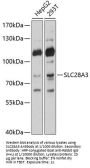 Solute Carrier Family 28 Member 3 (SLC28A3) Antibody