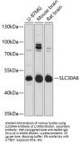 Solute Carrier Family 30, Member 6 (SLC30A6) Antibody
