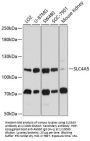 Electrogenic Sodium Bicarbonate Cotransporter 4 / NBC4 (SLC4A5) Antibody