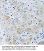 Electrogenic Sodium Bicarbonate Cotransporter 4 / NBC4 (SLC4A5) Antibody