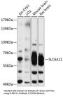 Solute Carrier Family 6 Member 11 (SLC6A11) Antibody