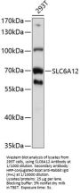 Sodium- And Chloride-Dependent Betaine Transporter (SLC6A12) Antibody