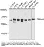 Sodium- And Chloride-Dependent Glycine Transporter 2 (SLC6A5) Antibody