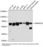 SWI/SNF Related, Matrix Associated, Actin Dependent Regulator of Chromatin, Subfamily D, Member 2 (SMARCD2) Antibody