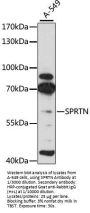 SprT-Like Domain-Containing Protein Spartan (SPRTN) Antibody