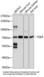 Squalene Monooxygenase (SQLE) Antibody