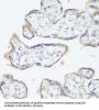 SRC Proto-Oncogene, Non-Receptor Tyrosine Kinase (SRC) Antibody