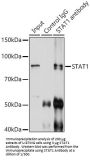 Signal Transducer And Activator of Transcription 1 (STAT1) Antibody