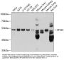 Serine/Threonine Kinase 24 (STK24) Antibody