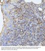 Serine/Threonine Kinase 24 (STK24) Antibody