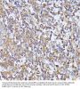 Serine/Threonine Kinase 24 (STK24) Antibody