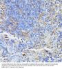 Serine/Threonine Kinase 24 (STK24) Antibody