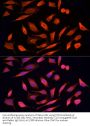 Serine/Threonine Kinase 24 (STK24) Antibody