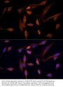 Serine/Threonine Kinase 24 (STK24) Antibody