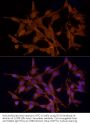 Serine/Threonine Kinase 24 (STK24) Antibody