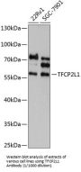 Transcription Factor CP2-Like Protein 1 (TFCP2L1) Antibody