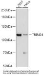 Tripartite Motif-Containing 24 (TRIM24) Antibody