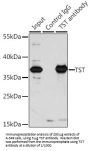 Thiosulfate Sulfurtransferase (TST) Antibody