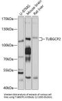 Tubulin Gamma Complex Associated Protein 2 (TUBGCP2) Antibody