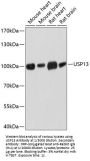 Ubiquitin Carboxyl-Terminal Hydrolase 13 (USP13) Antibody