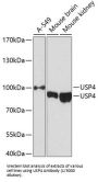 Ubiquitin Specific Peptidase 4 (USP4) Antibody
