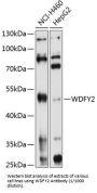 WD Repeat And FYVE Domain-Containing Protein 2 (WDFY2) Antibody