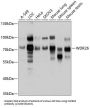WD Repeat-Containing Protein 26 (WDR26) Antibody