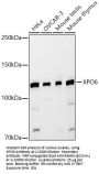 Exportin-6 (XPO6) Antibody