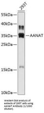 Serotonin N-Acetyltransferase (AANAT) Antibody