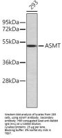Acetylserotonin O-Methyltransferase (ASMT) Antibody