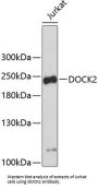 Dedicator of Cytokinesis 2 (DOCK2) Antibody
