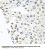 TAR DNA-Binding Protein 43 / TDP43 (TARDBP) Antibody
