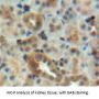Early Endosome Antigen 1 (EEA1) Antibody