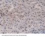 Glutathione Reductase (GR) Antibody