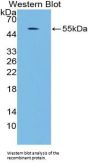 Mitogen-Activated Protein Kinase 7 / ERK5 (MAPK7) Antibody