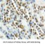 Mitogen-Activated Protein Kinase 7 / ERK5 (MAPK7) Antibody