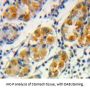 Frataxin (FXN) Antibody