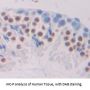 T-Box Transcription Factor TBX21 (TBX21) Antibody
