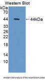 Persephin (PSPN) Antibody