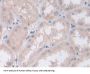 Persephin (PSPN) Antibody