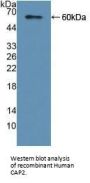 Adenylyl Cyclase Associated Protein 2 (CAP2) Antibody