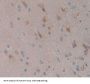 Neuroserpin (NSP) Antibody