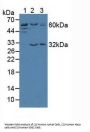 Telomeric Repeat Binding Factor 2 Antibody
