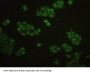 Telomeric Repeat Binding Factor 2 Antibody