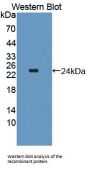 Twisted Gastrulation Protein Homolog 1 (TWSG1) Antibody